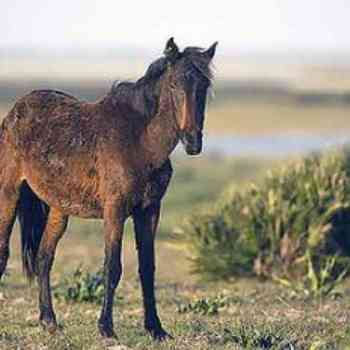 Click para ampliar. Pulsa en el nombre para ver la ficha. Caballo de retuertas